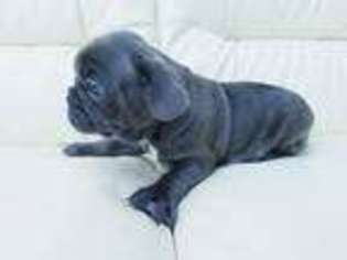 French Bulldog Puppy for sale in Redwood City, CA, USA