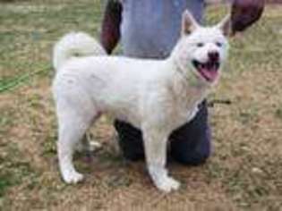 Akita Puppy for sale in Northglenn, CO, USA