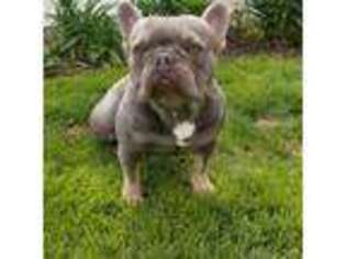 French Bulldog Puppy for sale in Windsor, CO, USA