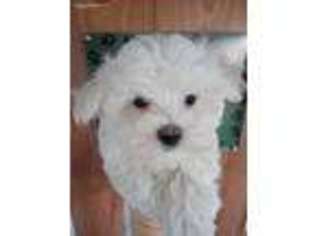 Maltese Puppy for sale in Clemmons, NC, USA