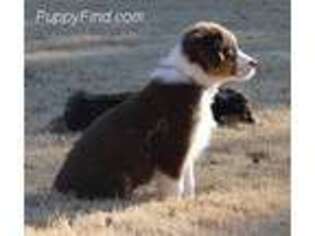 Australian Shepherd Puppy for sale in Douglass, KS, USA