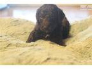 Mutt Puppy for sale in Montgomery, AL, USA