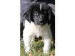 Newfoundland Puppy for sale in Caulfield, MO, USA