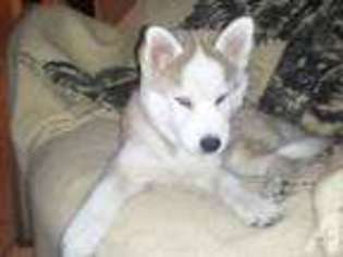 Siberian Husky Puppy for sale in ORLANDO, FL, USA