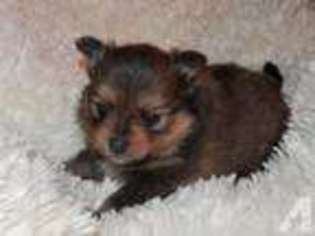 Pomeranian Puppy for sale in COHOCTON, NY, USA