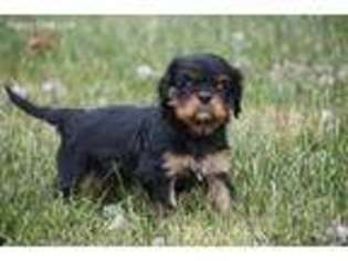 Cavalier King Charles Spaniel Puppy for sale in Wonewoc, WI, USA