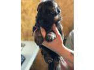 German Shepherd Dog Puppy for sale in Asheboro, NC, USA