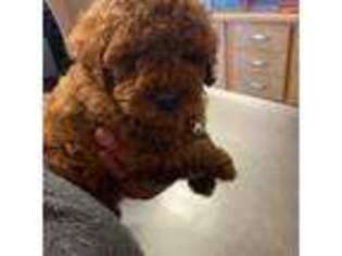 Mutt Puppy for sale in Roosevelt, UT, USA