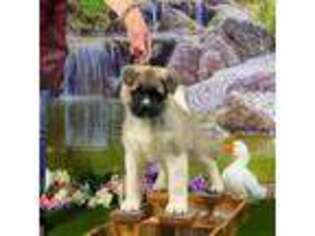 Akita Puppy for sale in Newberry, MI, USA