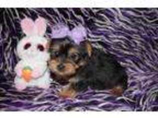 Yorkshire Terrier Puppy for sale in Anderson, SC, USA