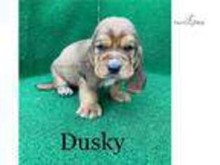 Basset Hound Puppy for sale in Brunswick, GA, USA