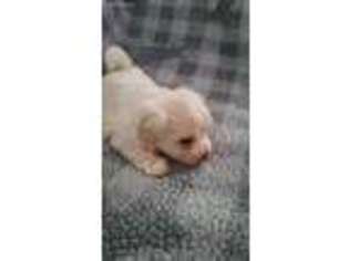 Coton de Tulear Puppy for sale in Bowie, TX, USA