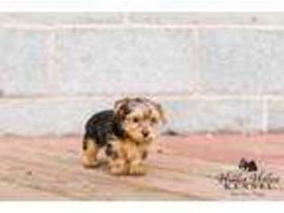 Yorkshire Terrier Puppy for sale in Mount Crawford, VA, USA