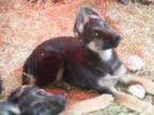 German Shepherd Dog Puppy for sale in FREDERICKSBURG, VA, USA