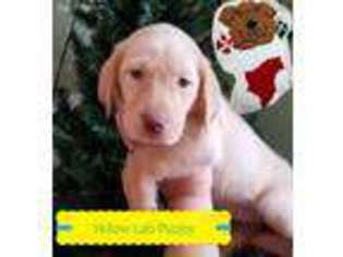 Labrador Retriever Puppy for sale in Middle Village, NY, USA