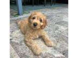 Mutt Puppy for sale in Safety Harbor, FL, USA