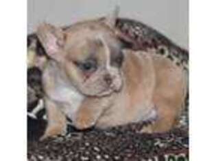 French Bulldog Puppy for sale in Susanville, CA, USA