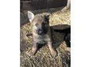 German Shepherd Dog Puppy for sale in Battle Lake, MN, USA