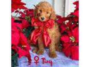 Goldendoodle Puppy for sale in Cincinnati, OH, USA