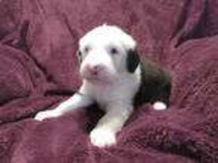 Old English Sheepdog Puppy for sale in Elizabethville, PA, USA