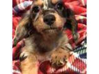 Dachshund Puppy for sale in Sacramento, CA, USA