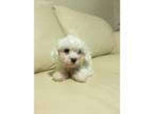 Bichon Frise Puppy for sale in Daly City, CA, USA