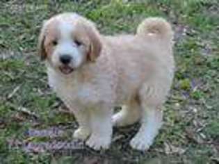 Labradoodle Puppy for sale in Chiefland, FL, USA