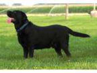 Labrador Retriever Puppy for sale in Payette, ID, USA