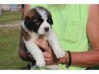 Saint Bernard Puppy for sale in Osage, IA, USA