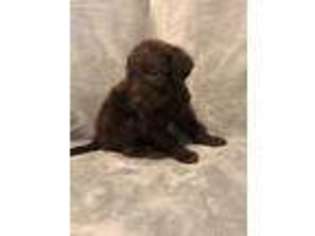 Labradoodle Puppy for sale in Grand Junction, CO, USA