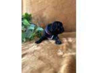 French Bulldog Puppy for sale in Pueblo, CO, USA