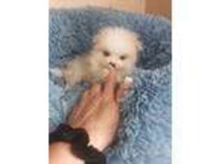 Pomeranian Puppy for sale in Black River, NY, USA