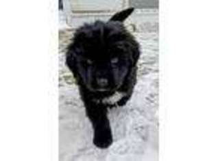 Newfoundland Puppy for sale in Dexter, MI, USA