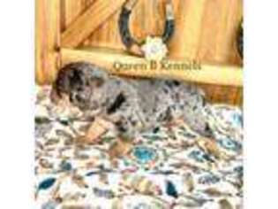 Olde English Bulldogge Puppy for sale in Grants Pass, OR, USA