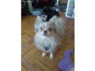 Pomeranian Puppy for sale in Saugus, MA, USA