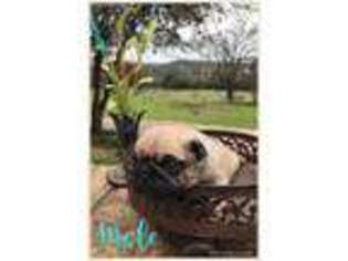 Pug Puppy for sale in Kerrville, TX, USA