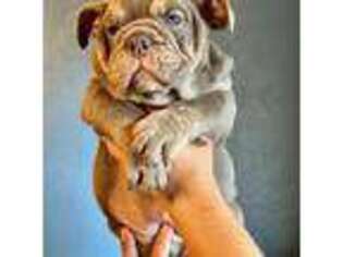 Bulldog Puppy for sale in Saint Charles, IL, USA
