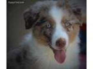 Australian Shepherd Puppy for sale in Hummelstown, PA, USA