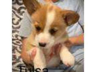 Pembroke Welsh Corgi Puppy for sale in Free Union, VA, USA