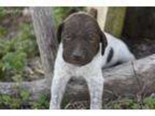 German Shorthaired Pointer Puppy for sale in San Diego, CA, USA