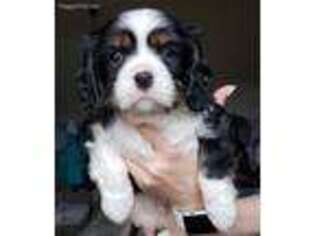 Cavalier King Charles Spaniel Puppy for sale in Novi, MI, USA
