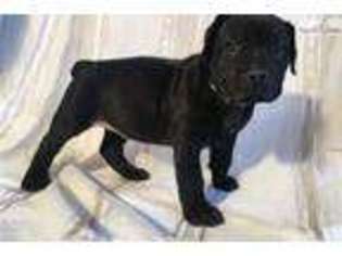 Boerboel Puppy for sale in Harrisburg, PA, USA