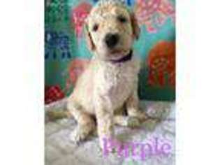 Mutt Puppy for sale in Hubert, NC, USA