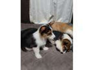 Pembroke Welsh Corgi Puppy for sale in Indianapolis, IN, USA
