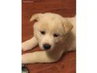 Akita Puppy for sale in Hubert, NC, USA