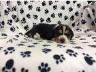 Beagle Puppy for sale in Allenwood, PA, USA