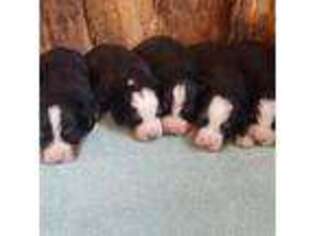 Bernese Mountain Dog Puppy for sale in Peyton, CO, USA