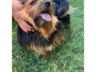 Norfolk Terrier Puppy for sale in Shelby, NC, USA