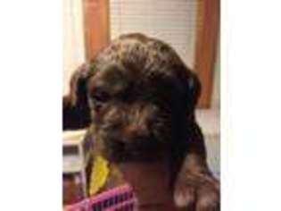 Labradoodle Puppy for sale in Coal City, IN, USA