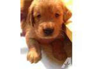 Golden Retriever Puppy for sale in CITY OF INDUSTRY, CA, USA